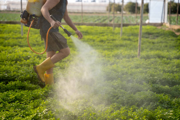 Pest Prevention Services in Rohnert Park, CA