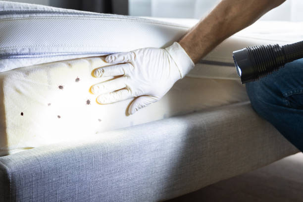 Best Local Pest Control Services  in Rohnert Park, CA